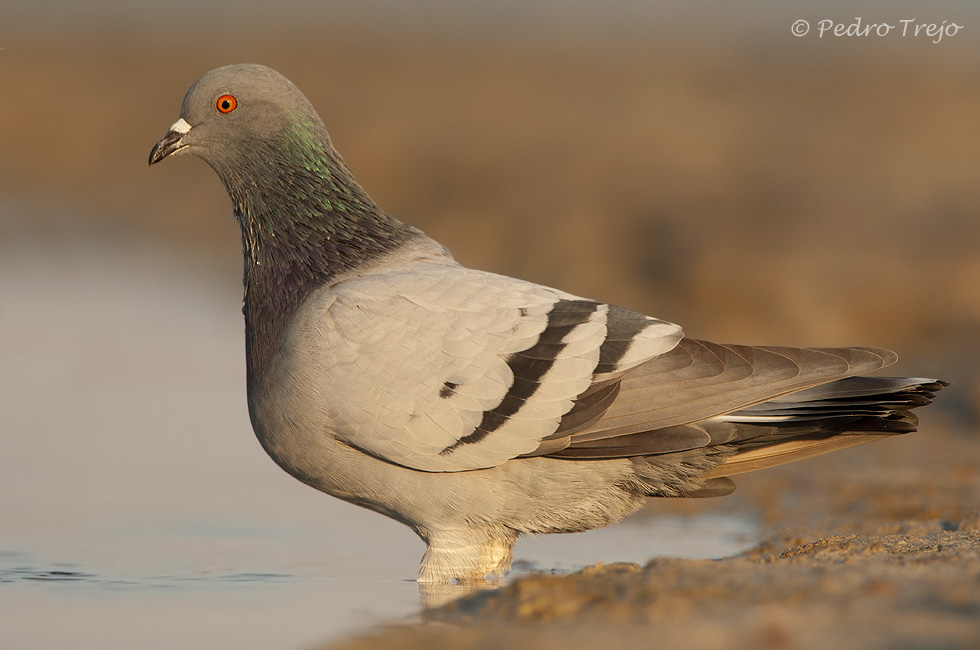 Paloma bravia (Columba livia)